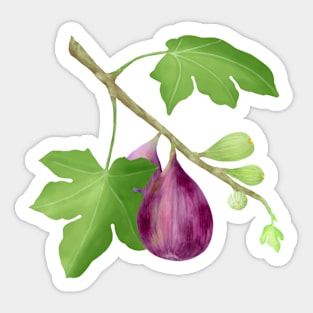 Figs on Branch Sticker